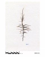 藏品(長角剪葉蘚)的圖片